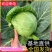 《甘蓝菜/中甘甘蓝》山东甘蓝/基地代发全国/欢迎来电洽谈