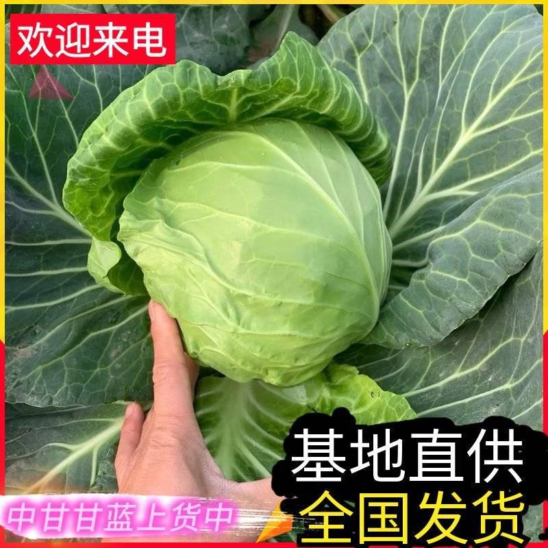 《甘蓝菜/中甘甘蓝》山东甘蓝/基地代发全国/欢迎来电洽谈
