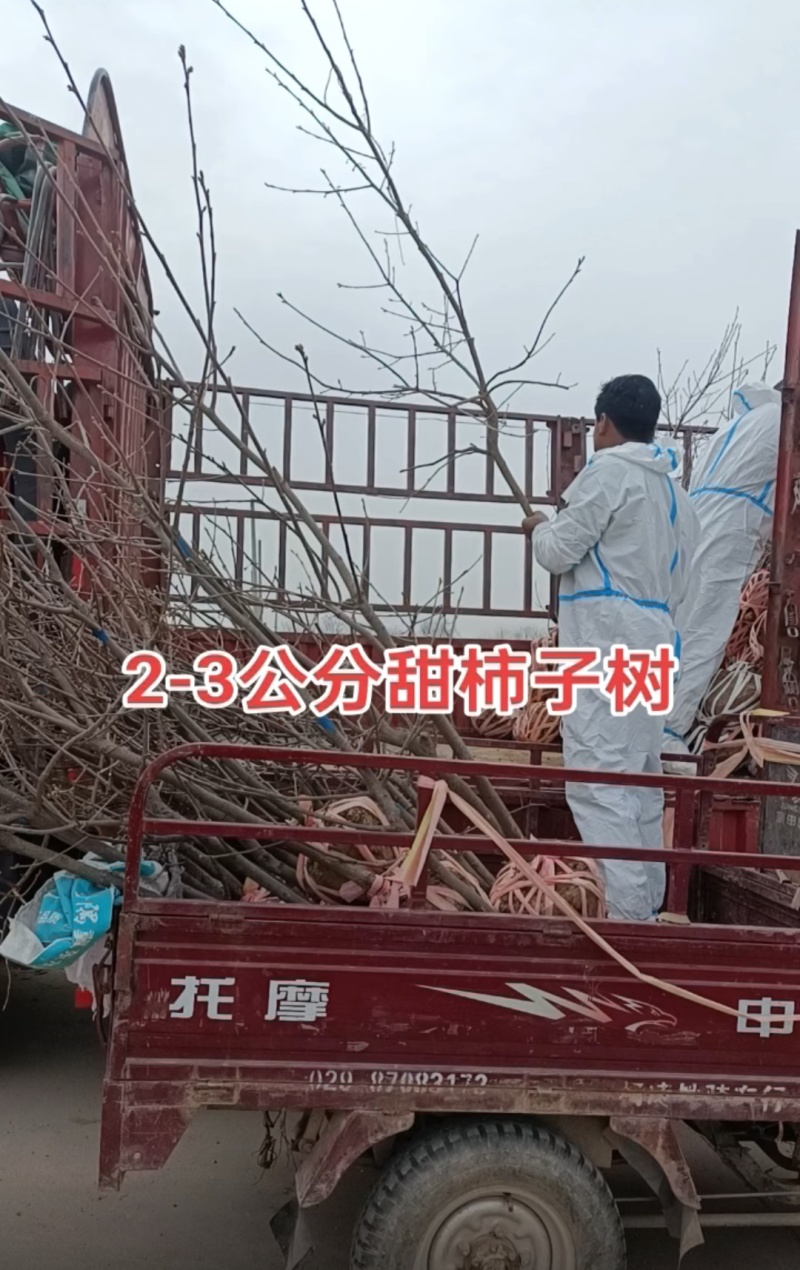阳丰2年柿子苗基地直发诚信合作欢迎来电咨询