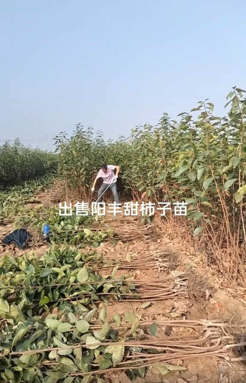阳丰2年柿子苗基地直发诚信合作欢迎来电咨询