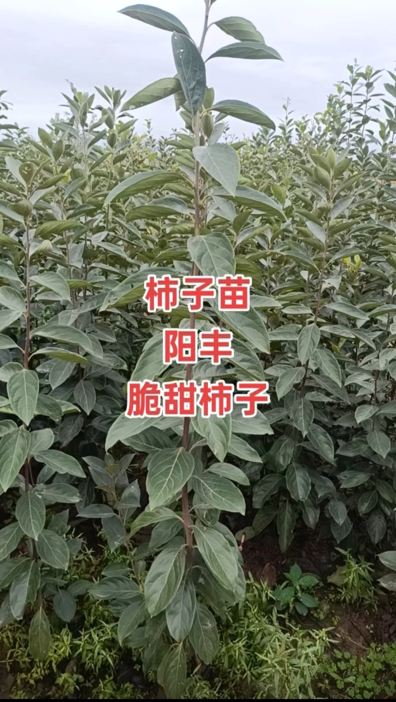 阳丰2年柿子苗基地直发诚信合作欢迎来电咨询