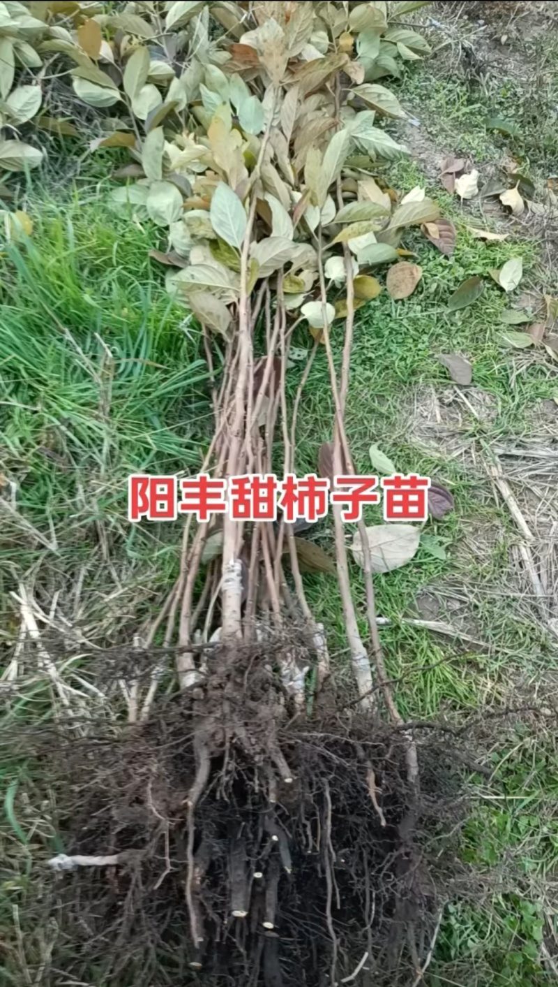阳丰2年柿子苗基地直发诚信合作欢迎来电咨询