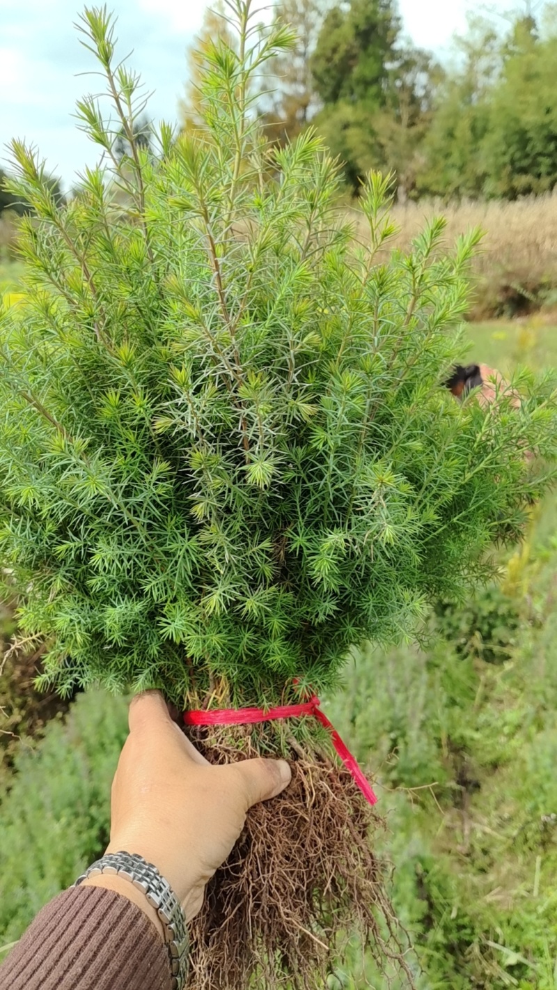 黄连苗，黄柏苗，山桐子苗，火炮树苗，五倍子苗，柳沙苗，楠