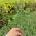 黄连苗，黄柏苗，山桐子苗，火炮树苗，五倍子苗，柳沙苗，楠