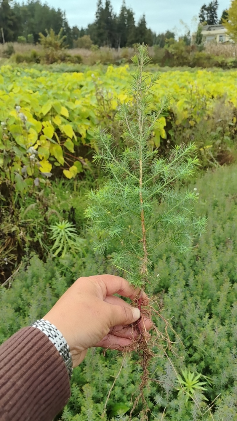 黄连苗，黄柏苗，山桐子苗，火炮树苗，五倍子苗，柳沙苗，楠