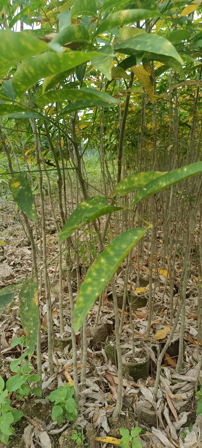 精品无患子杯苗袋苗，基地直发，自产自销价格优惠