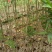 精品无患子杯苗袋苗，基地直发，自产自销价格优惠