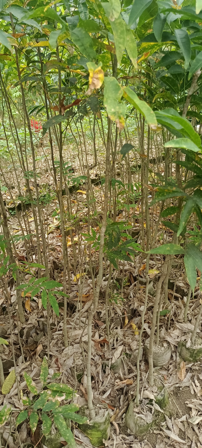 精品无患子杯苗袋苗，基地直发，自产自销价格优惠