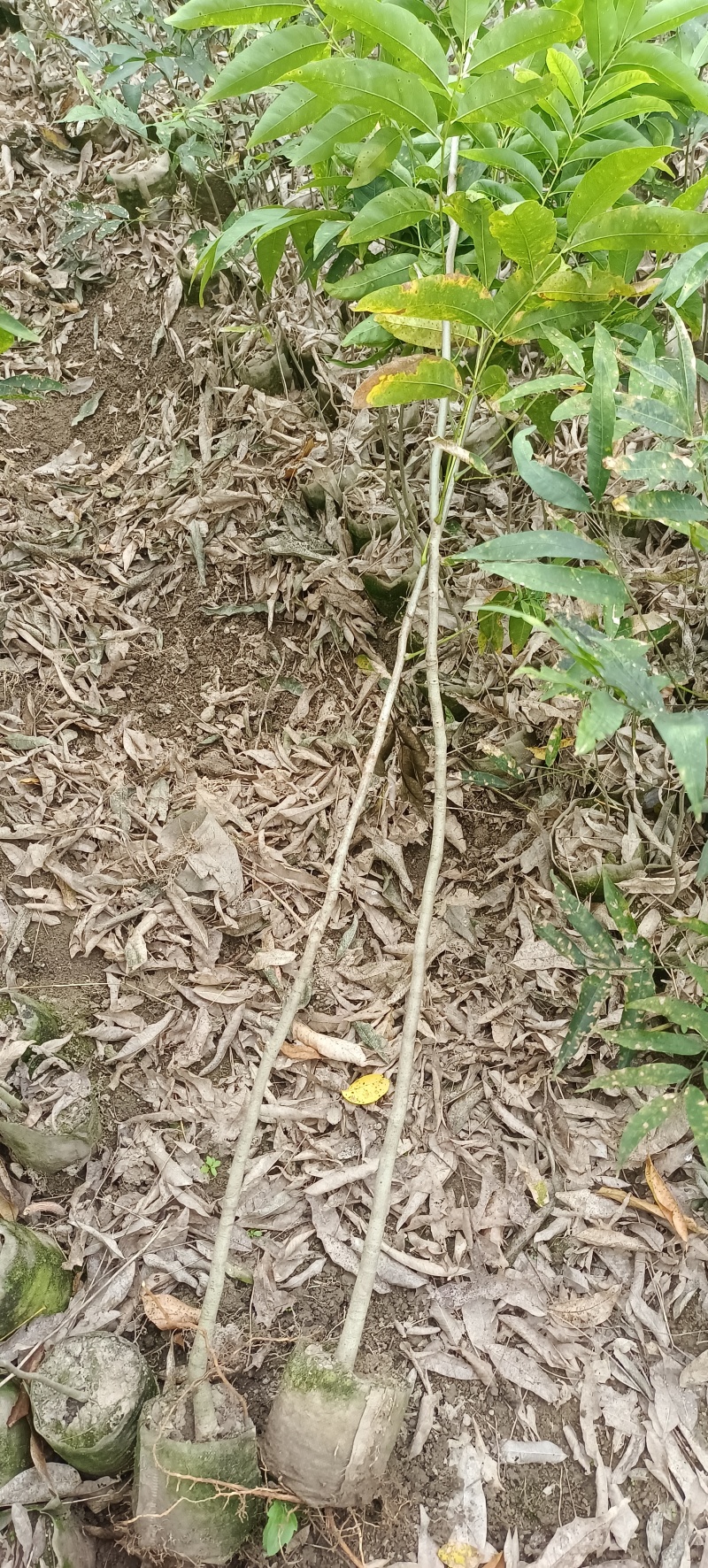 精品无患子杯苗袋苗，基地直发，自产自销价格优惠