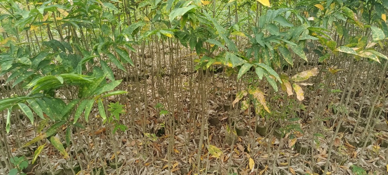 精品无患子杯苗袋苗，基地直发，自产自销价格优惠