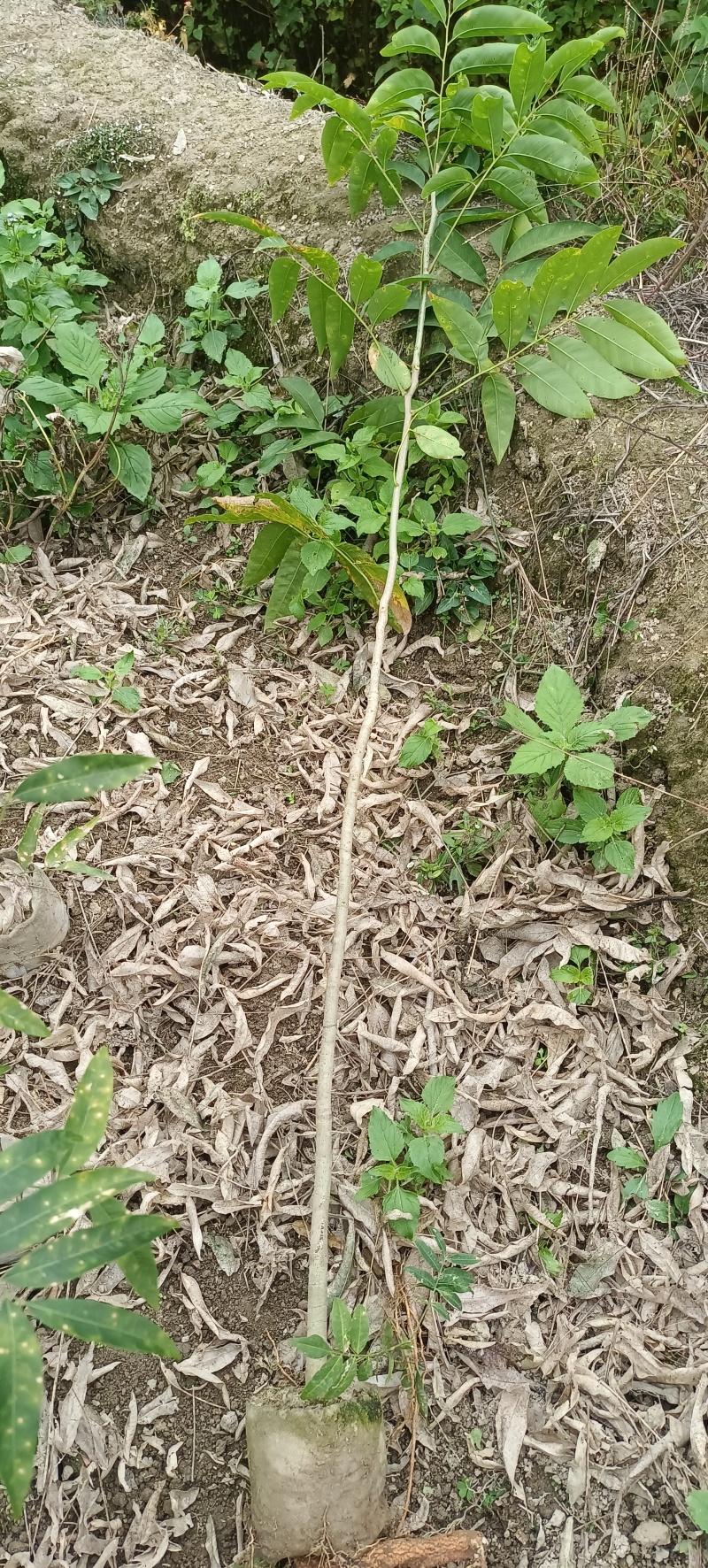 精品无患子杯苗袋苗，基地直发，自产自销价格优惠