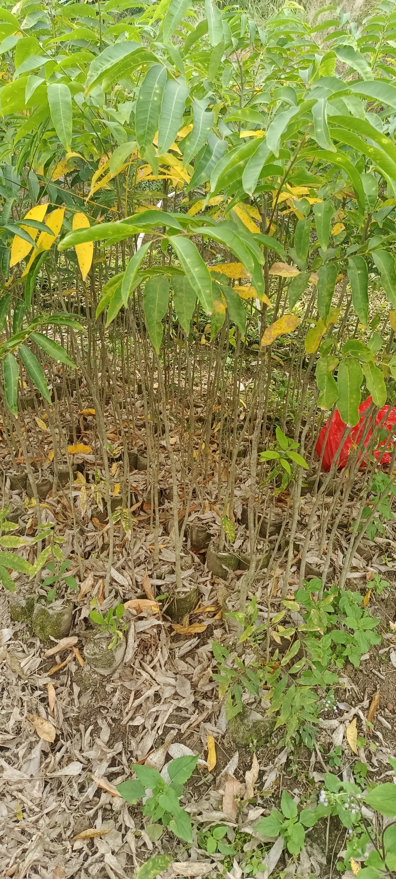 精品无患子杯苗袋苗，基地直发，自产自销价格优惠