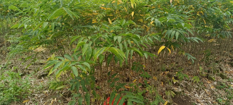 精品无患子杯苗袋苗，基地直发，自产自销价格优惠