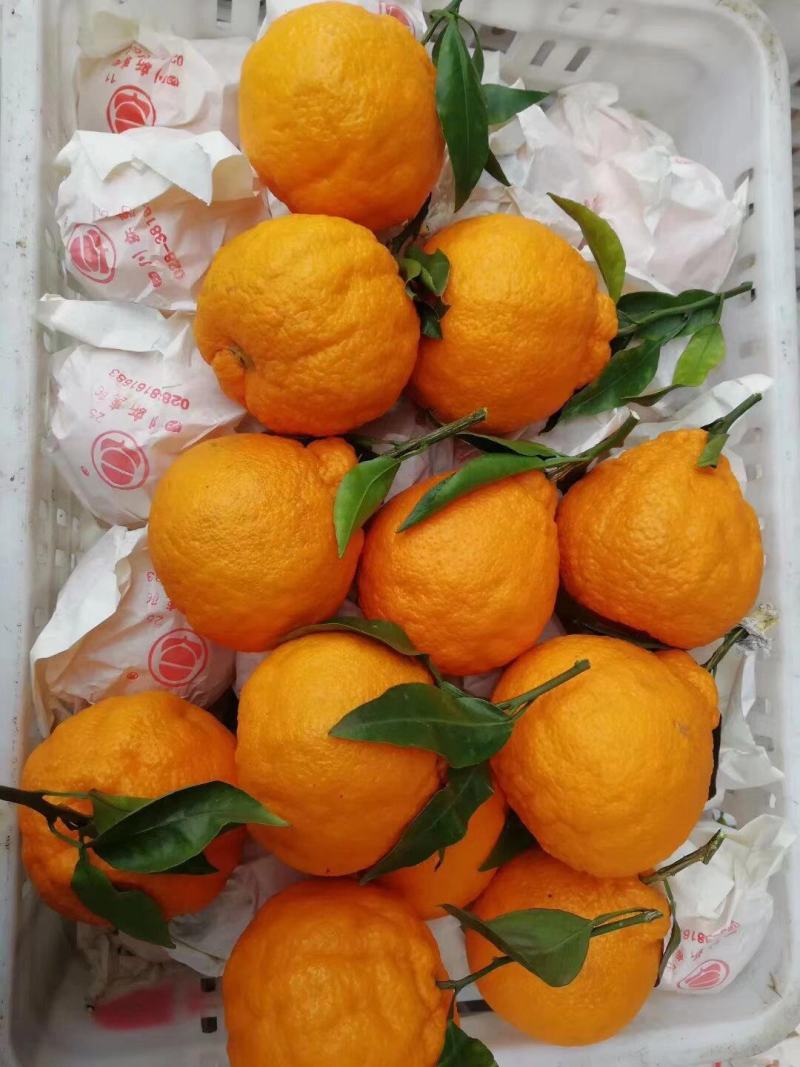 不知火丑橘、春见粑粑柑，皮薄汁多，甜度高，现货，一件代发