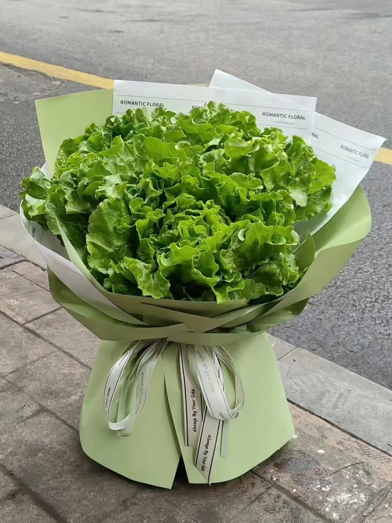 河北意大利生菜产地直发一手货源保质保量欢迎随时电话联系