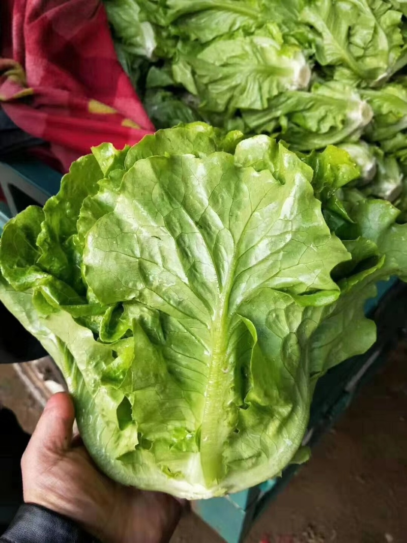 河北意大利生菜产地直发一手货源保质保量欢迎随时电话联系