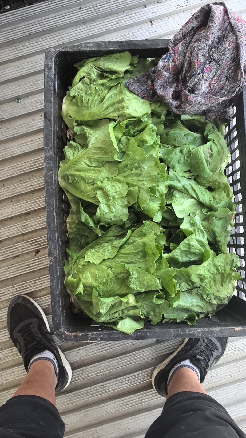 河北意大利生菜产地直发一手货源保质保量欢迎随时电话联系