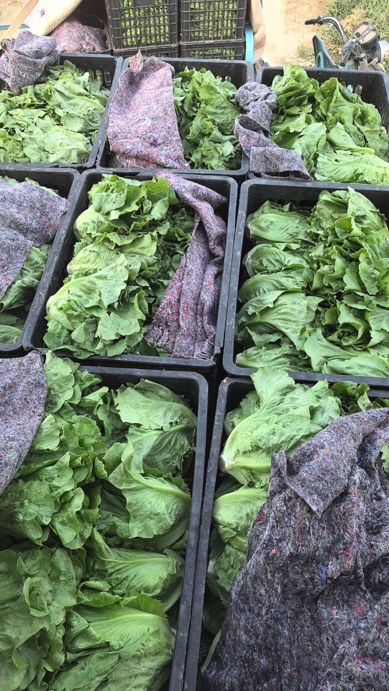 河北意大利生菜产地直发一手货源保质保量欢迎随时电话联系