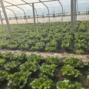 河北意大利生菜产地直发一手货源保质保量欢迎随时电话联系