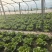 河北意大利生菜产地直发一手货源保质保量欢迎随时电话联系
