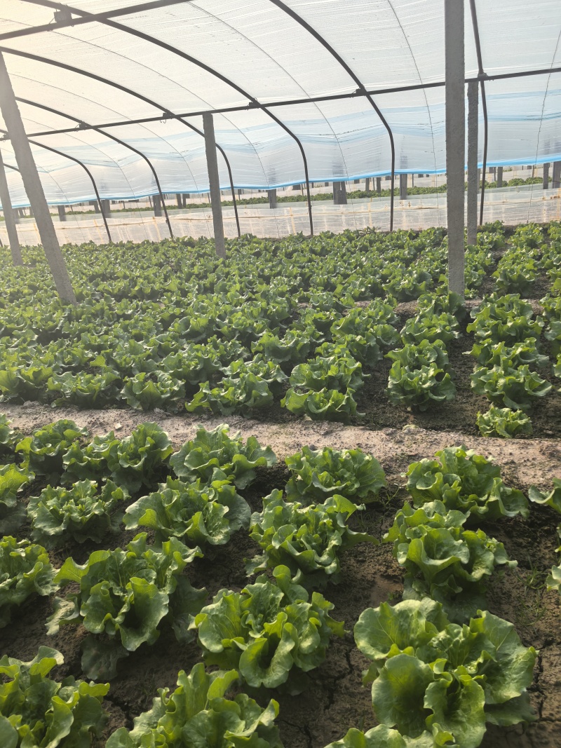 河北意大利生菜产地直发一手货源保质保量欢迎随时电话联系