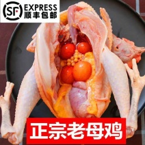 真空包装黄油老母鸡独立包装整只规格齐全土鸡柴鸡溜达鸡熬汤