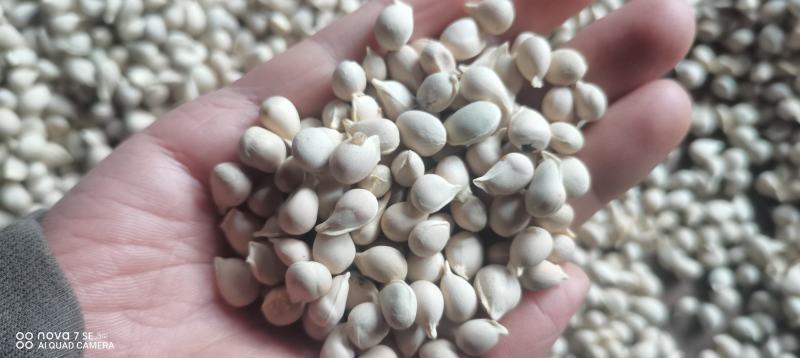 资阳小叶香橙种子，纯手工洗，保证品质不存货