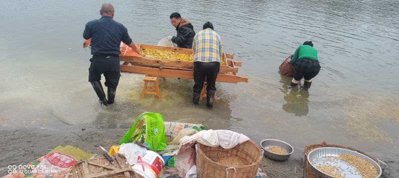 资阳小叶香橙种子，纯手工洗，保证品质不存货