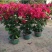 高飘三角梅福建漳州基地直发，品种和规格齐全