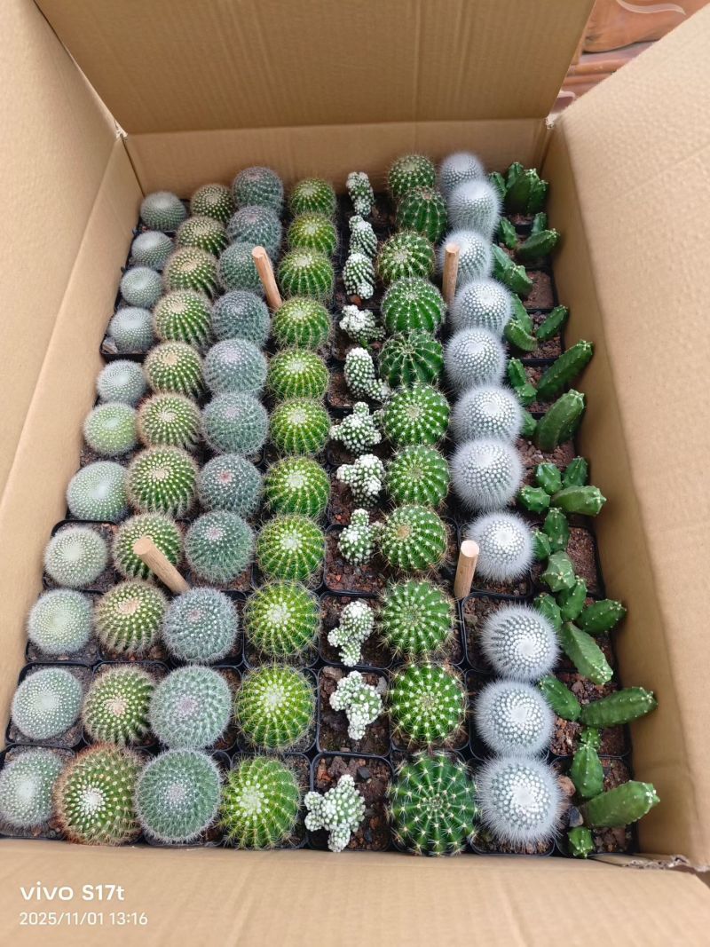三色球基地组合老盆大量批发