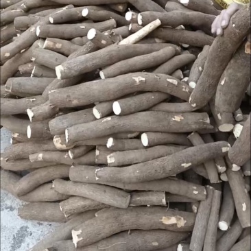 正宗广西黄心木薯带皮新鲜现挖黄肉木薯华南9号