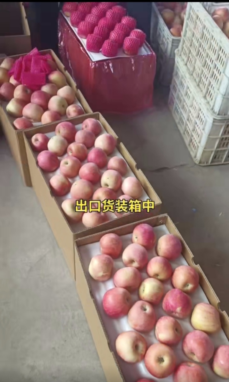 山东淄博沂源产区红富士苹果口感脆甜，条红全红货源充足，