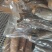 正宗广西黄心木薯带皮新鲜现挖黄肉木薯华南9号