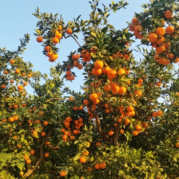 蜜橘批发