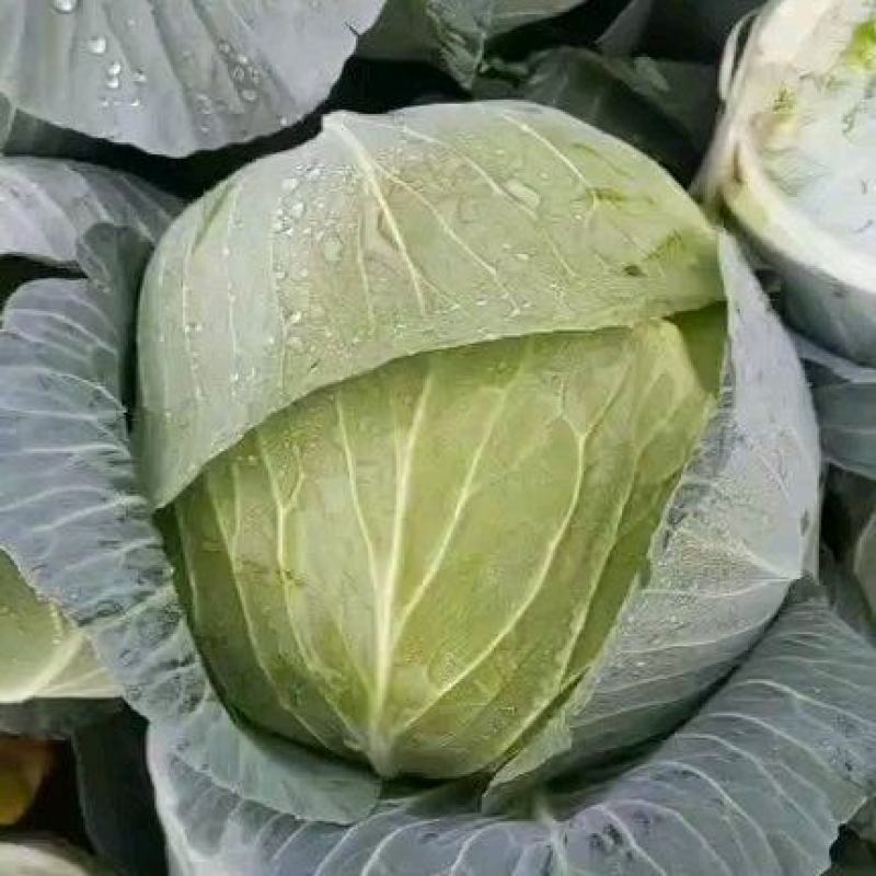 【推荐】湖北精品扁包菜大量上市量大从优价格便宜