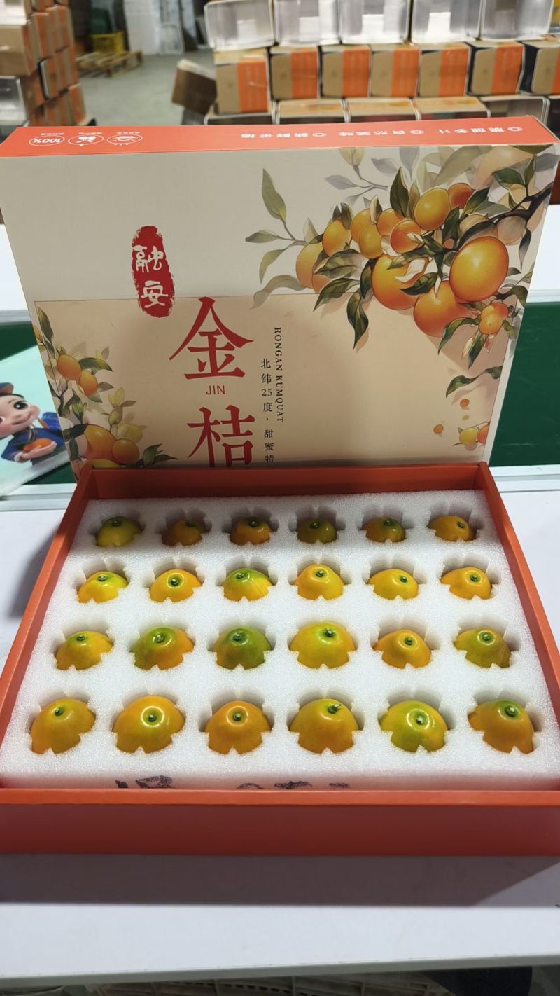 融安金桔开始采摘