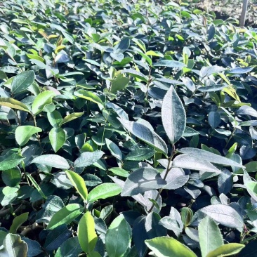 岺溪软枝白花油茶苗