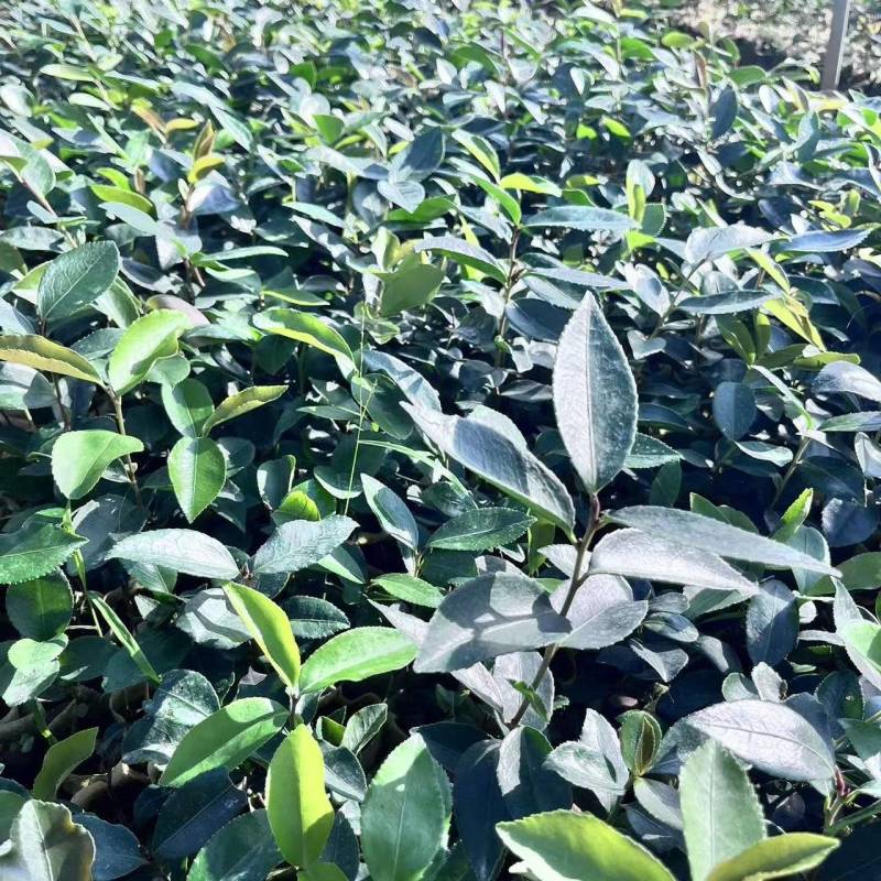 岺溪软枝白花油茶苗