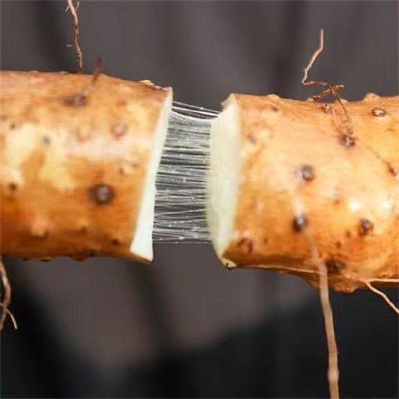 小白嘴山药山药粉糯细腻新鲜应季
