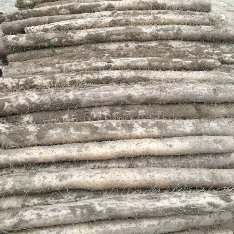 小白嘴山药山药粉糯细腻新鲜应季