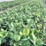 岺溪软枝白花油茶苗