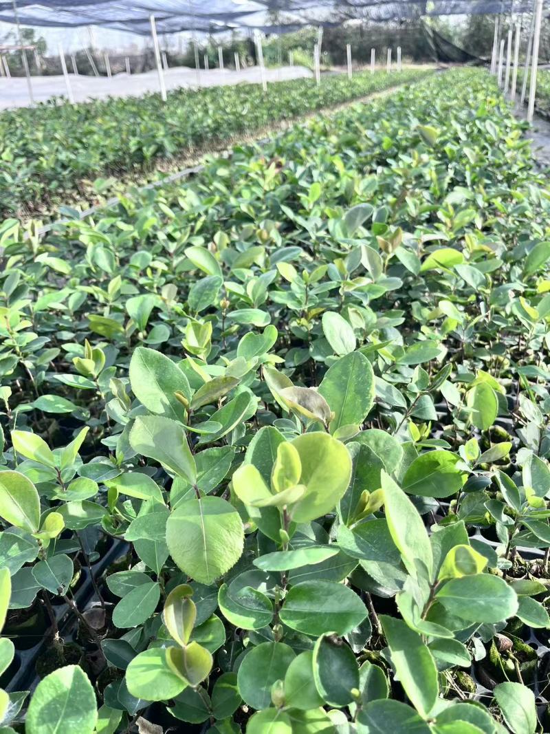 岺溪软枝白花油茶苗