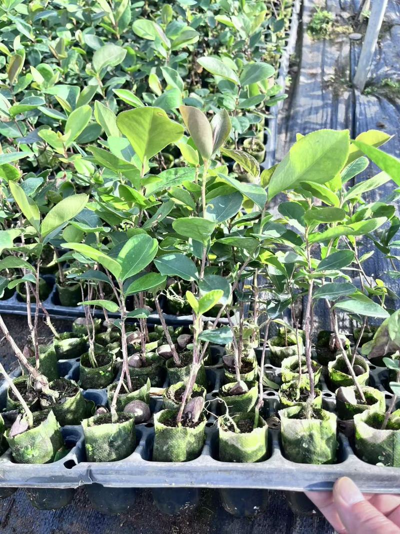 岺溪软枝白花油茶苗