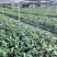 岺溪软枝白花油茶苗