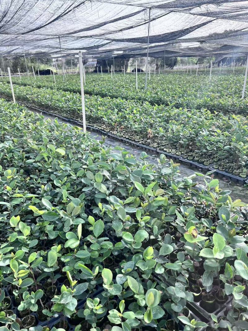 岺溪软枝白花油茶苗