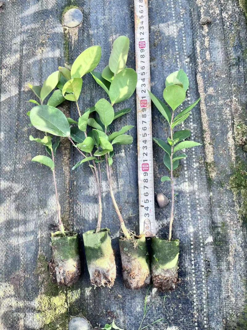 岺溪软枝白花油茶苗