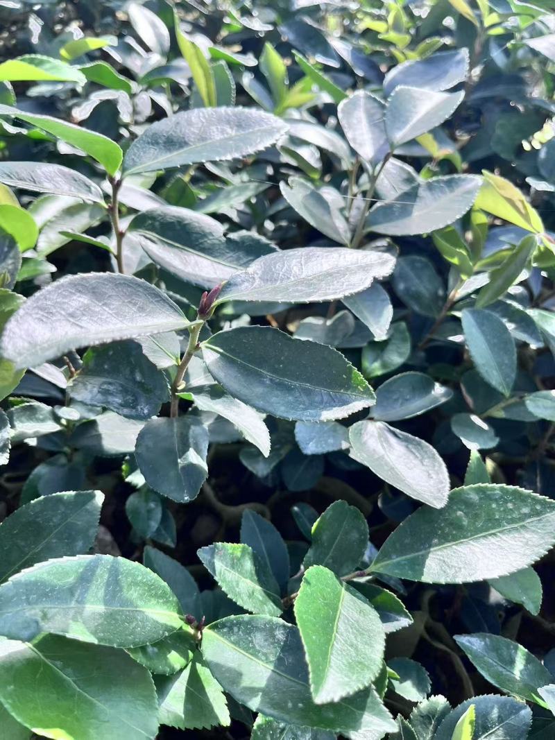 岺溪软枝白花油茶苗