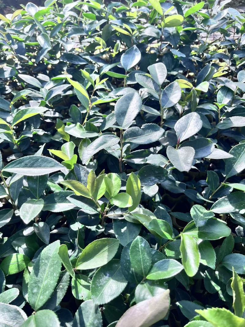 岺溪软枝白花油茶苗