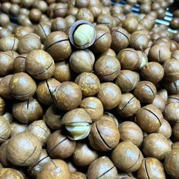 夏威夷果批发支持代发现货