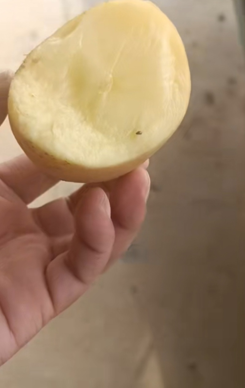 土豆精品荷兰十五土豆现挖现发产地直供一手货源